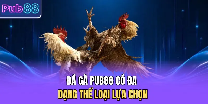 Đá gà PUB88 có đa dạng thể loại lựa chọn 